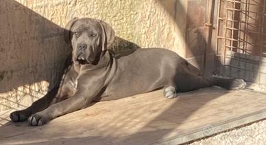 Cane corso