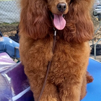 Barbone toy red per monta