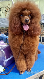 Barbone toy red per monta