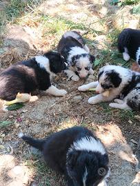 Border collie