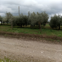 Terreno a San giorgio del sannio