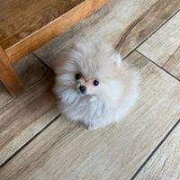 Cucciolata spitz pomerania