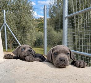 Cuccioli di cane corso