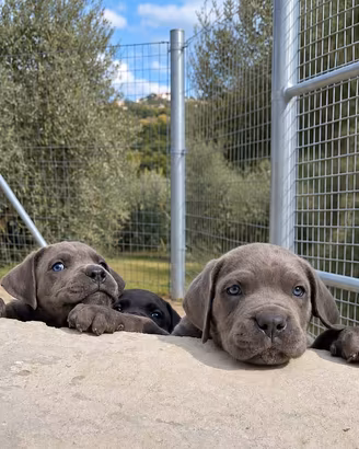 Cuccioli di cane corso