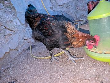 Marans