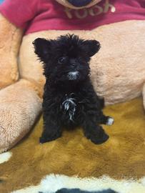 Maltipoo nero