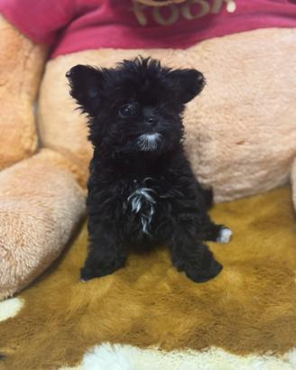 Maltipoo nero