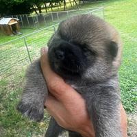 Cuccioli di Shiba Inu con pedigree ENCI