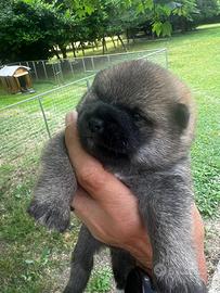 Cuccioli di Shiba Inu con pedigree ENCI