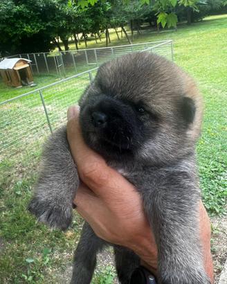 Cuccioli di Shiba Inu con pedigree ENCI