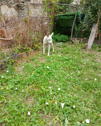 Cane meticcio
