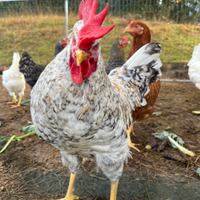 Gallo razza Legbar Crema