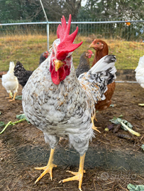 Gallo razza Legbar Crema