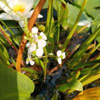 Piante acquatiche 