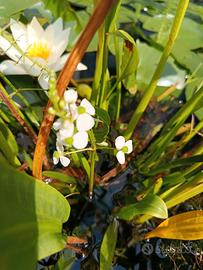 Piante acquatiche 