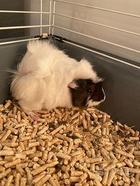 Porcellini d india più gabbia