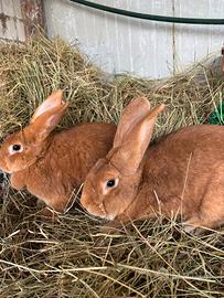 Conigli rosso di borgogna