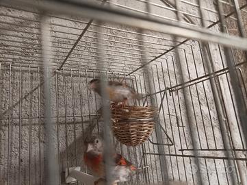 Cardinalina