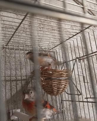 Cardinalina