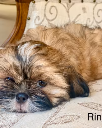 Cuccioli Shitzu (Shih tzu)