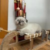 Scottish fold disponibili per Natale