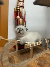 Scottish fold disponibili per Natale