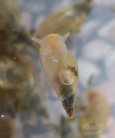 Lumache Lymnea Stagnalis