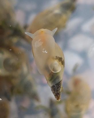 Lumache Lymnea Stagnalis