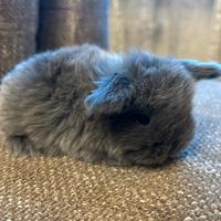 Cucciolo coniglio ariete Minilop