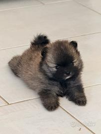 Cucciolo Spitz