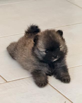 Cucciolo Spitz