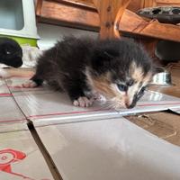 Gattini nati da poco
