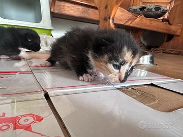 Gattini nati da poco