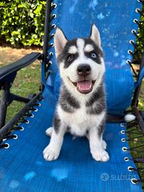 Cuccioli siberian husky