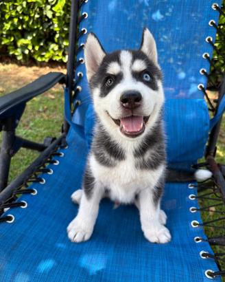 Cuccioli siberian husky