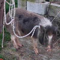 Maiale maschio vietnamita