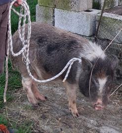 Maiale maschio vietnamita