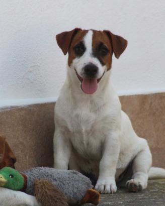 Jack russell terrier
