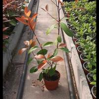 photinia vaso 10