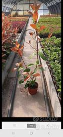 photinia vaso 10