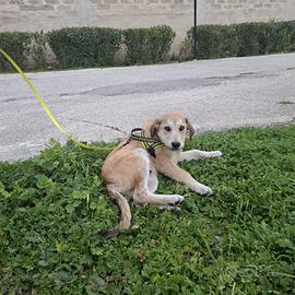 ETNA meraviglia in adozione