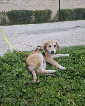 ETNA meraviglia in adozione