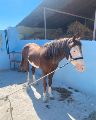 Cavallo stallone