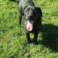 Cuccioli di labrador