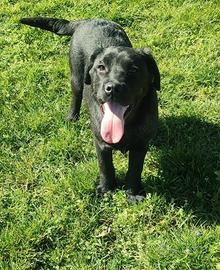 Cuccioli di labrador