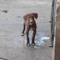 Cane da caccia