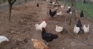Coppia australorp