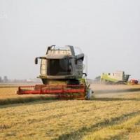 Produrre Riso a Vercelli