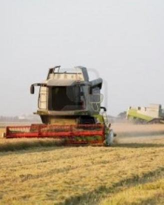 Produrre Riso a Vercelli