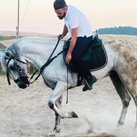 Cavallo spagnolo